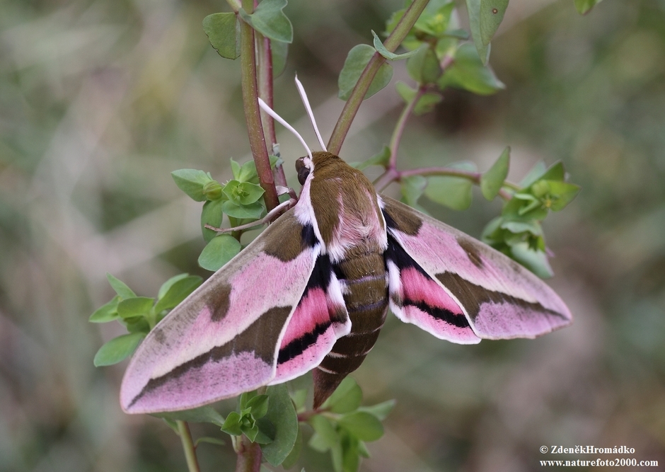 Spurge Hawk-moth, Hyles euphorbiae (Butterflies, Lepidoptera)